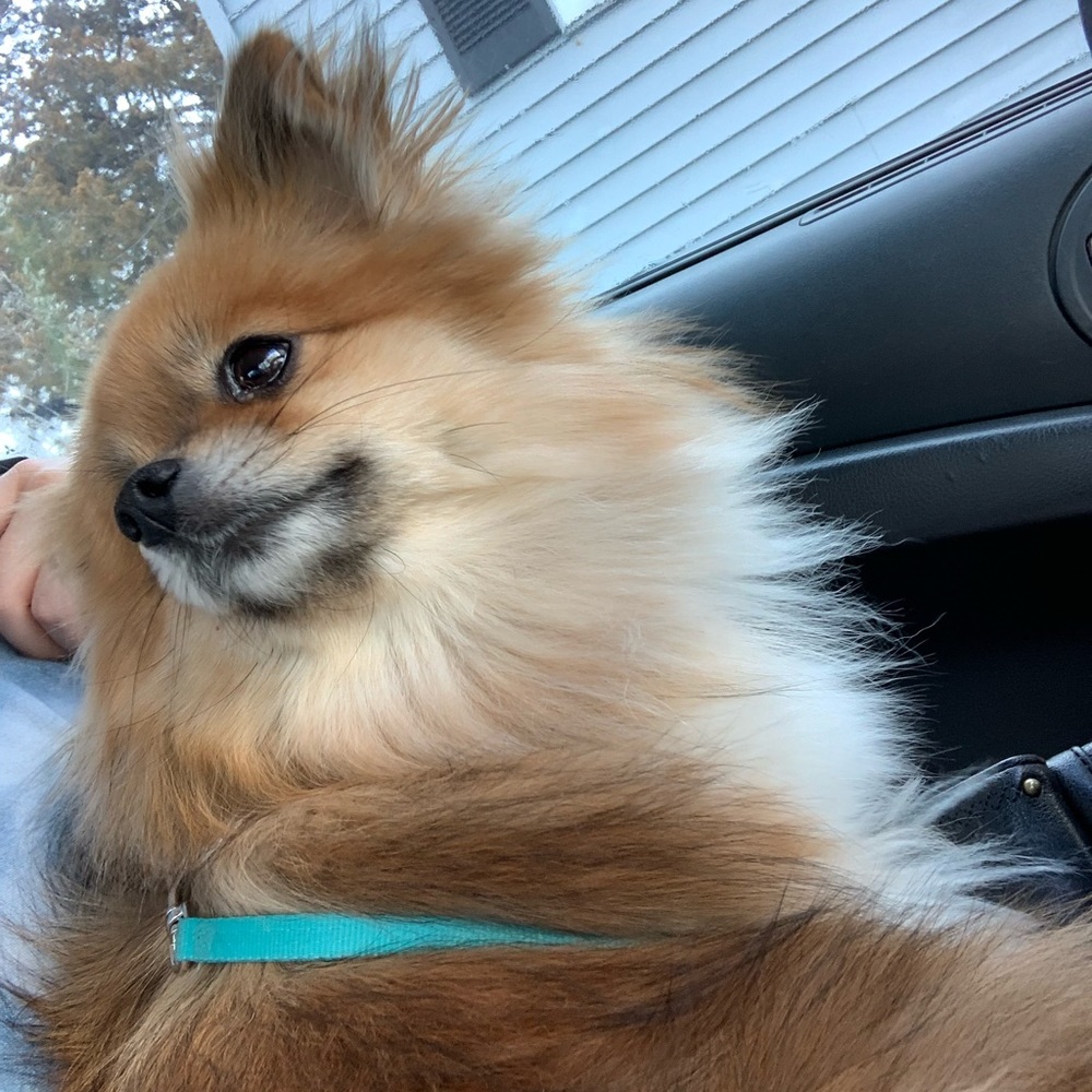 Meet your Posher, Abby